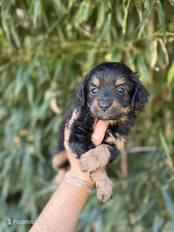 Tash  – Miniature Aussiedoodle puppy for sale in Glasgow, KY