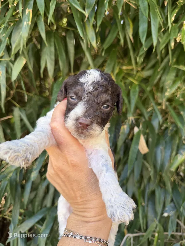 Bryan  – Cockapoo puppy for sale in Glasgow, KY