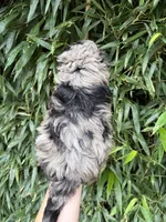 Ms Gray , a female Miniature Aussiedoodle for sale in Glasgow, KY – 2 of 2