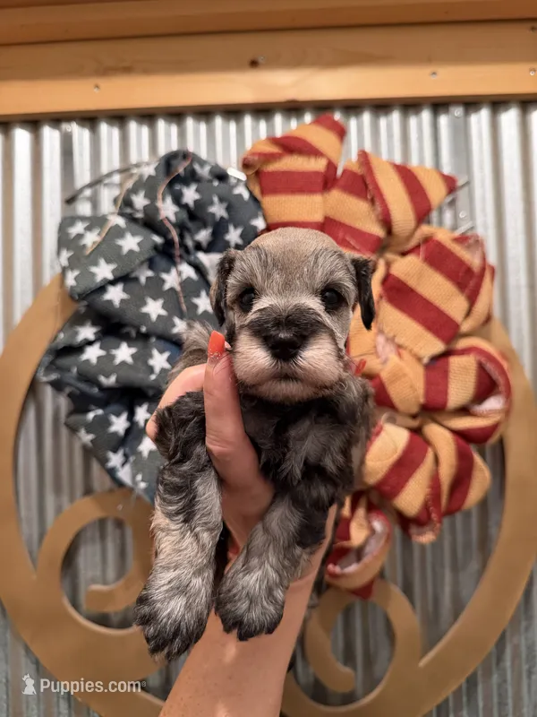 Maddie’s Dana – Miniature Schnauzer puppy for sale in Glasgow, KY
