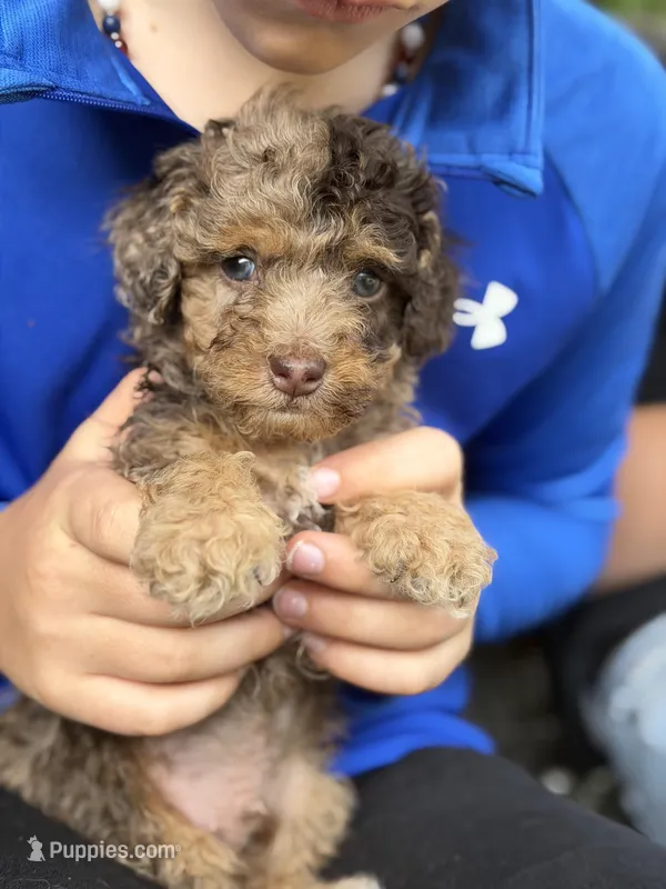 Nelson  – Cockapoo puppy on hold in Glasgow, KY