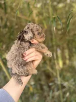 Nelson , a male Cockapoo for sale in Glasgow, KY – Photo 2 of 4