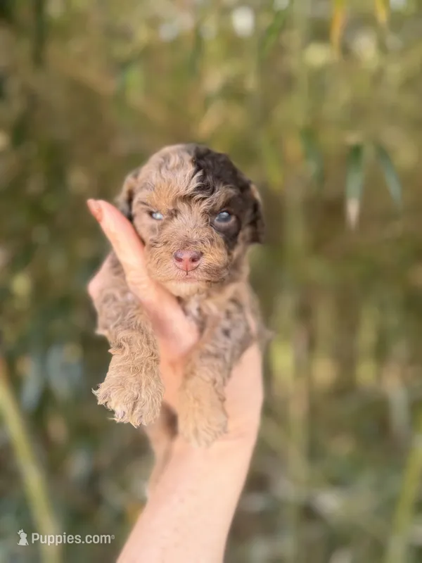 Nelson  – Cockapoo puppy for sale in Glasgow, KY