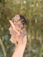 Nelson , a male Cockapoo for sale in Glasgow, KY – Photo 1 of 4