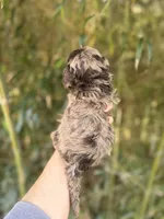 Nelson , a male Cockapoo for sale in Glasgow, KY – Photo 4 of 4
