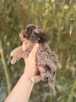 Nelson , a male Cockapoo for sale in Glasgow, KY – Photo 3 of 4