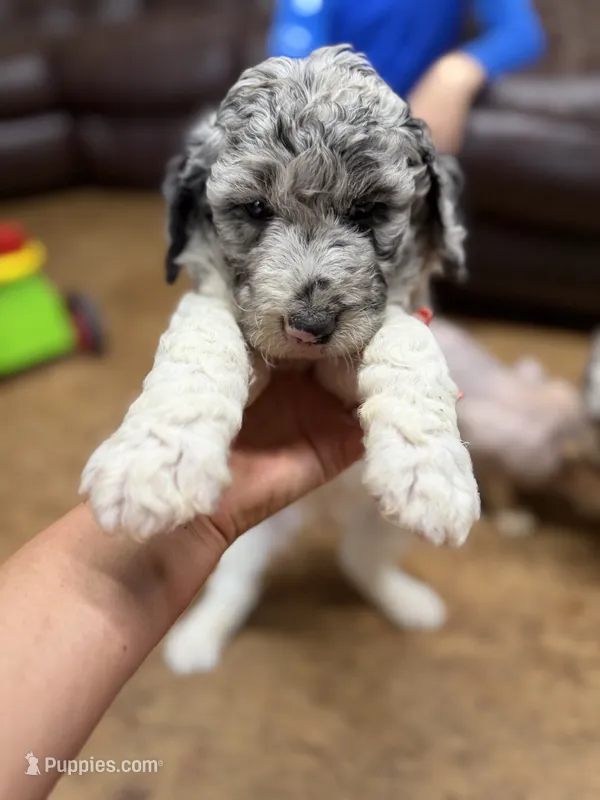 Felix  – Aussiedoodle puppy for sale in Glasgow, KY