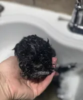 Matt, a male Cockapoo for sale in Glasgow, KY – Photo 3 of 3