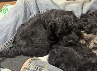 Matt, a male Cockapoo for sale in Glasgow, KY – Photo 2 of 3