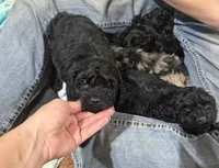 Matt, a male Cockapoo for sale in Glasgow, KY – Photo 1 of 3