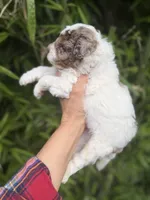 Timmy, a male Cockapoo for sale in Glasgow, KY – 3 of 5