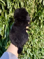 Bingo , a male Pomapoo for sale in Glasgow, KY – 2 of 2