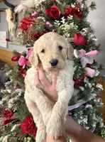 James , a male Goldendoodle for sale in Glasgow, KY – Photo 1 of 5
