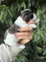 Pat, a male Cocker Spaniel for sale in Glasgow, KY – 3 of 4