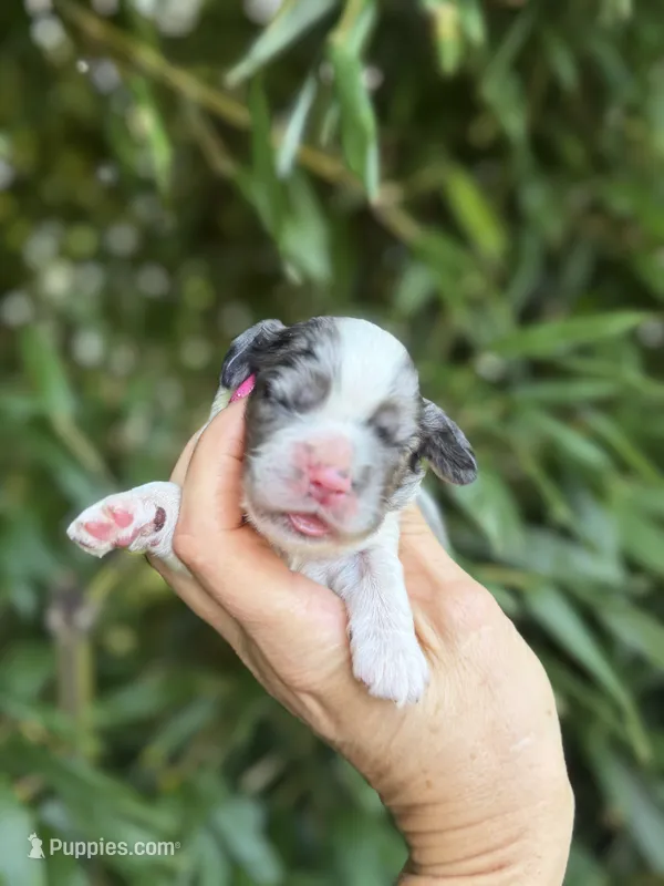 Zena  – Cocker Spaniel puppy for sale in Glasgow, KY