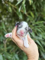 Zena , a female Cocker Spaniel for sale in Glasgow, KY – 1 of 4