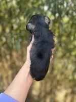 Rock , a male Miniature Schnauzer for sale in Glasgow, KY – Photo 2 of 4