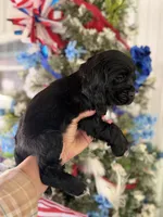 Espresso , a male Cocker Spaniel for sale in Glasgow, KY – 4 of 4
