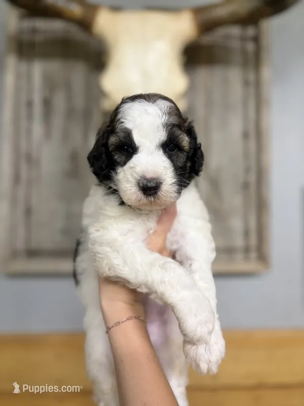 Mickey – Goldendoodle puppy for sale in Glasgow, KY