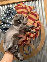 Maddie’s Dana, a female Miniature Schnauzer for sale in Glasgow, KY – 3 of 4