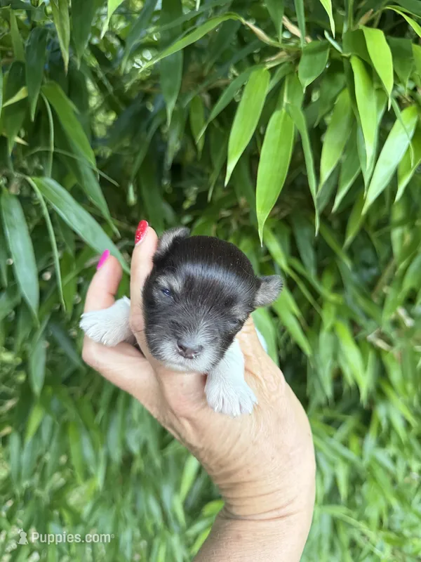 Tina  – Miniature Schnauzer puppy for sale in Glasgow, KY