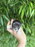 Tina , a female Miniature Schnauzer for sale in Glasgow, KY – 1 of 2
