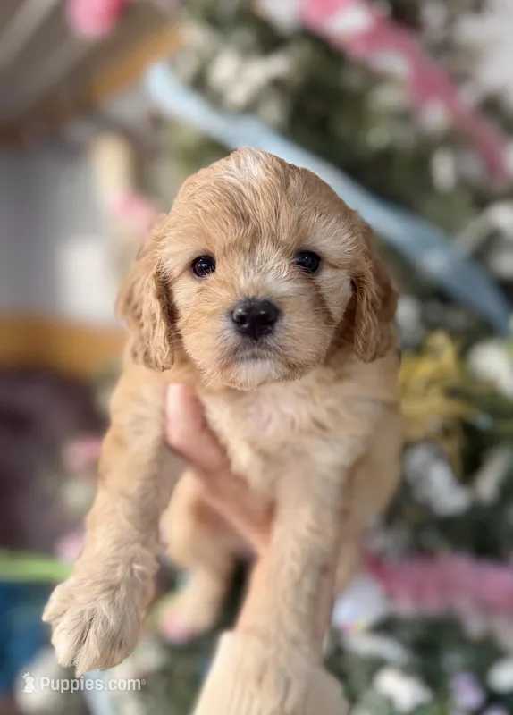 Poppy – Cavachon puppy for sale in Glasgow, KY