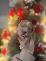 Poppy, a female Cavachon for sale in Glasgow, KY – Photo 1 of 2