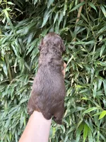 Hershey , a female Cocker Spaniel for sale in Glasgow, KY – 2 of 2
