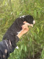 Finley , a male Aussiedoodle for sale in Glasgow, KY – Photo 3 of 6