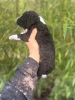 Finley , a male Aussiedoodle for sale in Glasgow, KY – Photo 4 of 6