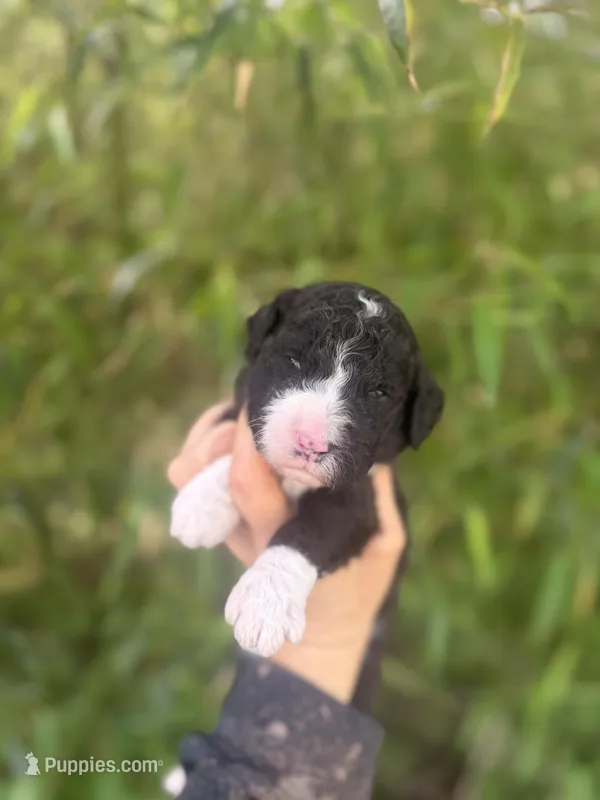 Finley  – Aussiedoodle puppy for sale in Glasgow, KY