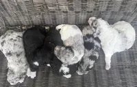 Finley , a male Aussiedoodle for sale in Glasgow, KY – Photo 6 of 6