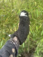 Finley , a male Aussiedoodle for sale in Glasgow, KY – Photo 2 of 6