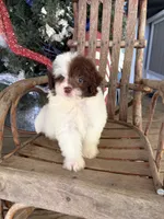 Phil, a male Pomapoo for sale in Glasgow, KY – 1 of 2