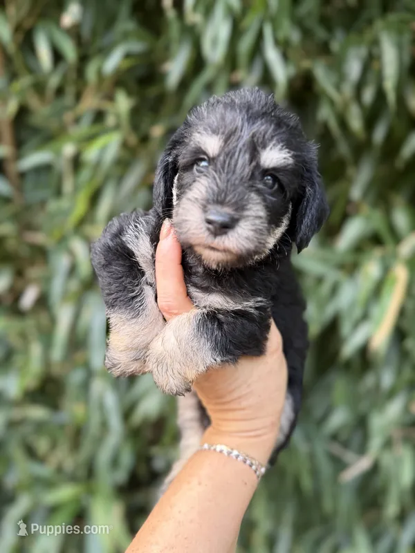 Lionell  – Miniature Schnauzer puppy for sale in Glasgow, KY