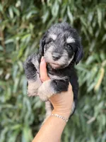 Lionell , a male Miniature Schnauzer for sale in Glasgow, KY – 1 of 2
