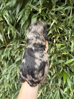 Licorice , a male Cocker Spaniel for sale in Glasgow, KY – 2 of 2