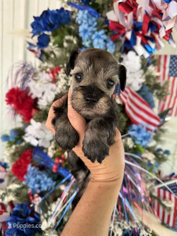 Maddie’s Daffy   – Miniature Schnauzer puppy for sale in Glasgow, KY