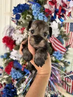 Maddie’s Daffy  , a female Miniature Schnauzer for sale in Glasgow, KY – 1 of 4