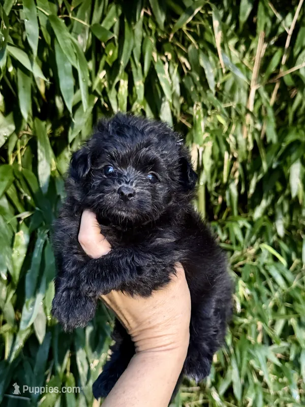 Bingo  – Pomapoo puppy for sale in Glasgow, KY
