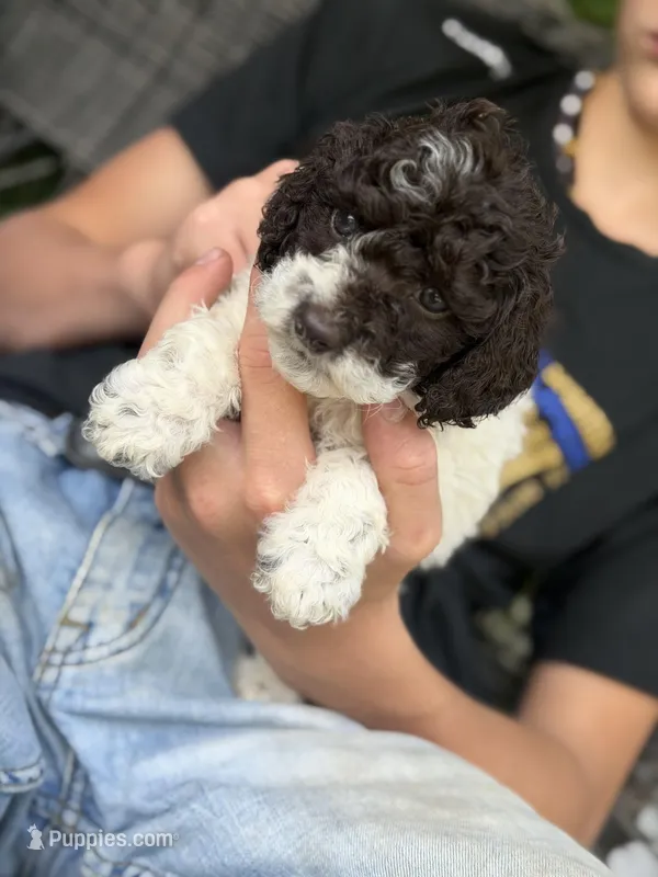 Marlene  – Cockapoo puppy on hold in Glasgow, KY