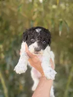 Marlene , a female Cockapoo for sale in Glasgow, KY – Photo 1 of 4