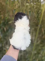 Marlene , a female Cockapoo for sale in Glasgow, KY – Photo 4 of 4