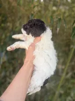 Marlene , a female Cockapoo for sale in Glasgow, KY – Photo 2 of 4