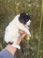 Marlene , a female Cockapoo for sale in Glasgow, KY – Photo 3 of 4