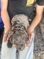 Hoss , a male Goldendoodle for sale in Glasgow, KY – Photo 2 of 5