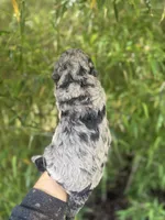 Hoss , a male Goldendoodle for sale in Glasgow, KY – Photo 5 of 5