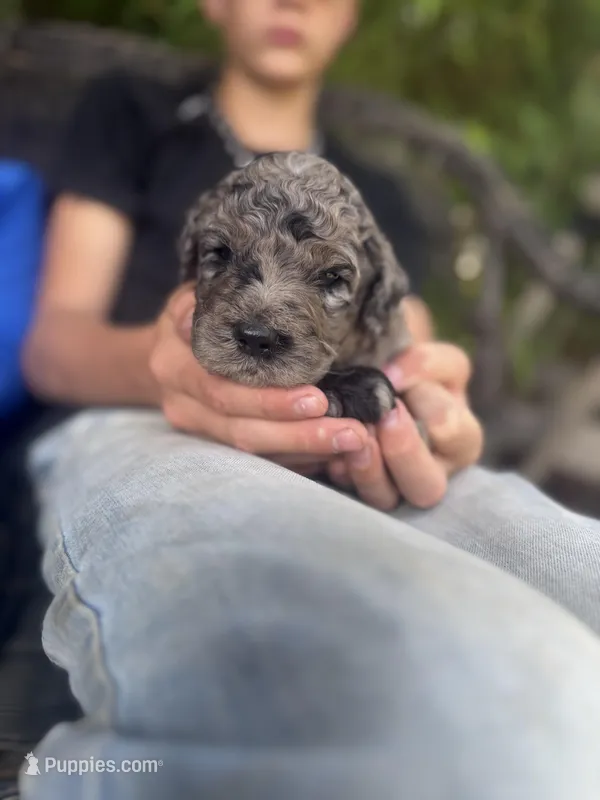 Hoss  – Goldendoodle puppy for sale in Glasgow, KY