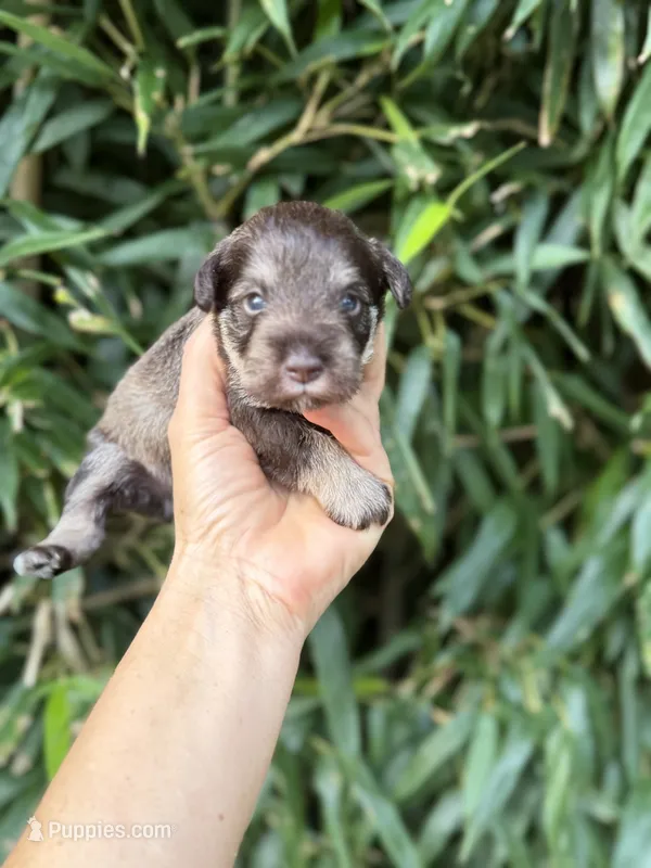 Mike  – Miniature Schnauzer puppy for sale in Glasgow, KY